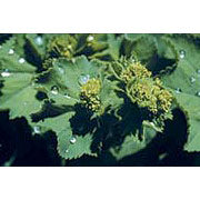 Lady s Mantle (Alchemilla) Dropper, 1 oz, Flower Essence Services Fashion