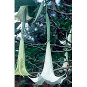 Angel s Trumpet Dropper, 0.25 oz, Flower Essence Services Online now