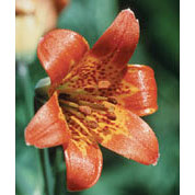 Alpine Lily Dropper, 1 oz, Flower Essence Services on Sale