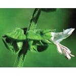 Basil Dropper, 0.25 oz, Flower Essence Services Online now