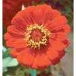 Zinnia Dropper, 1 oz, Flower Essence Services Online now